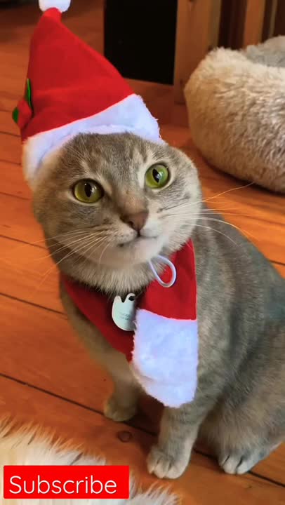 FUNNY CAT TRANING BOXING