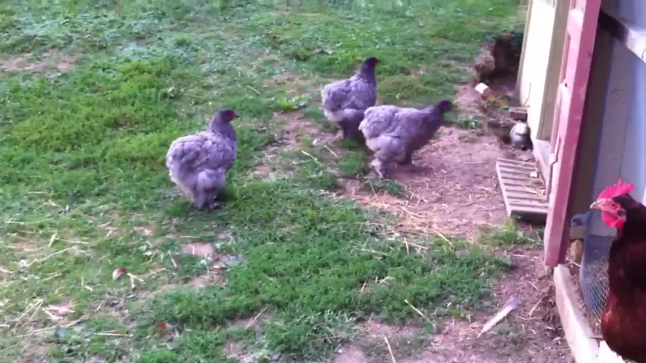 Blue Cochin Hens