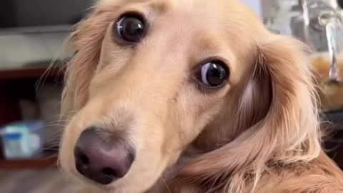 Attention-grabbing antics! 🎭#PawsAndCuddlesDrama