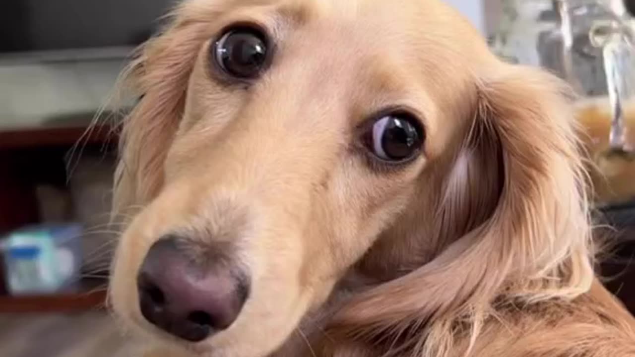 Attention-grabbing antics! 🎭#PawsAndCuddlesDrama