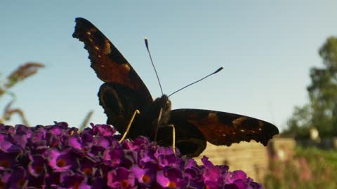 Butterfly sitting on a flower