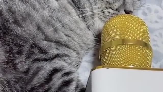 OMG So Cute ♥ Best Funny Cat Videos 2021