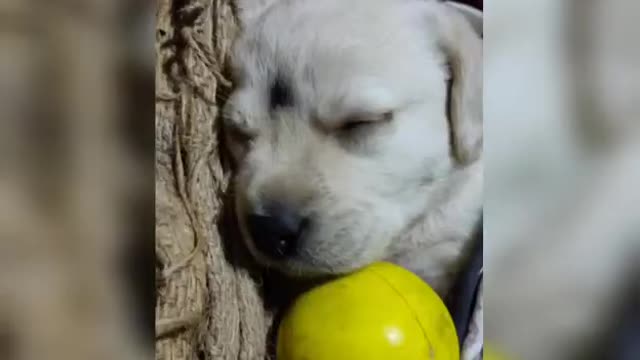 SIT AND STAT FROM OWNER FAST LEARNER DOG TRAINING
