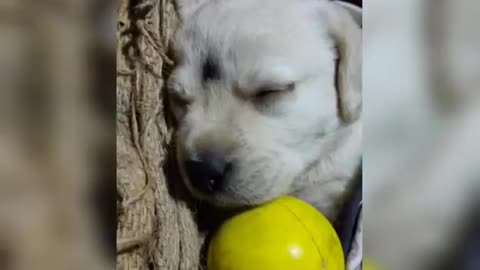 SIT AND STAT FROM OWNER FAST LEARNER DOG TRAINING
