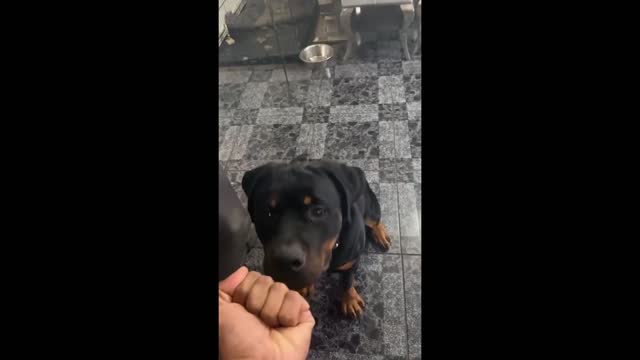 Dogs Reacting to middle finger