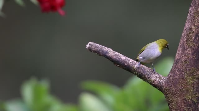 Zostérops Oriental