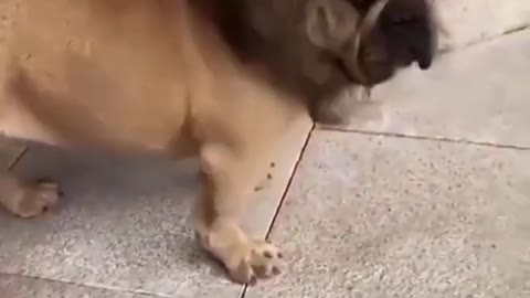 Funny viral dog