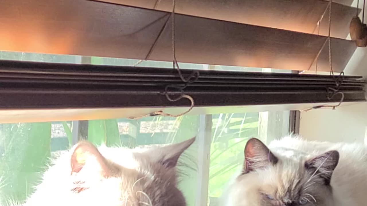 Scarlett and CocoBean are enjoying the sunset.