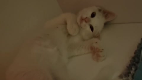 My kitten waking up from a nap