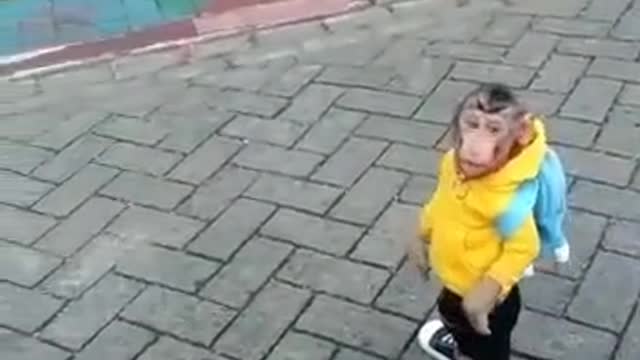 Monyet yang sangat lucu