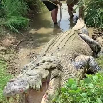 trying to measure Tripod, a giant Australian croc and this happens 😳💨