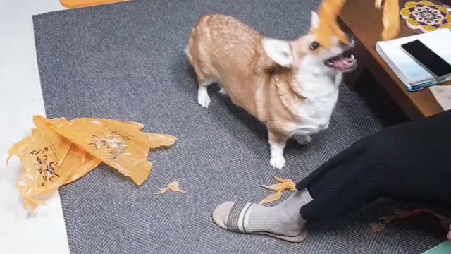 This lovely dog has a devilish morning routine!