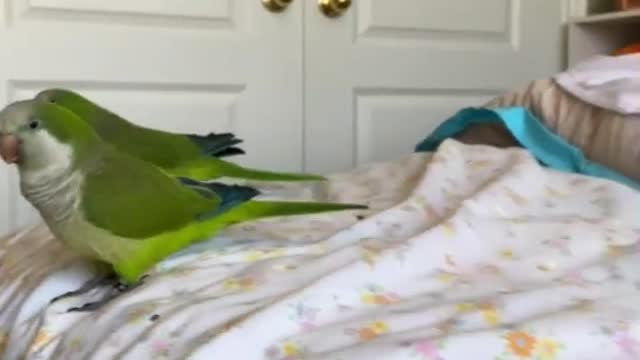 parrot following me left and right on the bed.