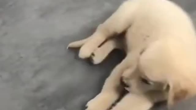 IM DEAD FUNNY!! SMART DOG VIDEO REALLY CUTE PUPPY
