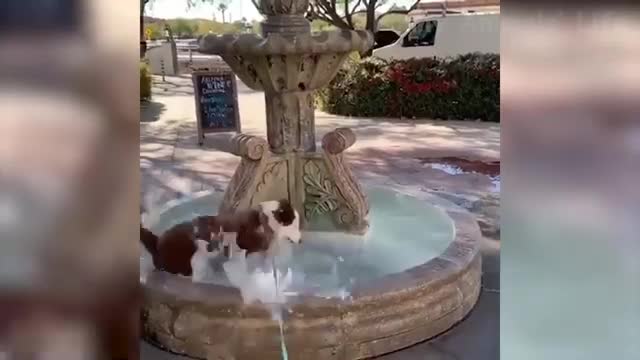 🤣 Funniest 🐶 Dogs and 😻 Cats - Awesome Funny Pet Animals Videos 😇