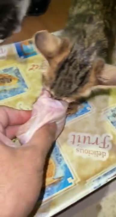 don't take 🐈🐈🐈🐈 #cutecats #cats #catlover #shorts #catfunnyvideos