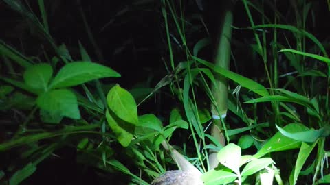 Green clones and ghost snails