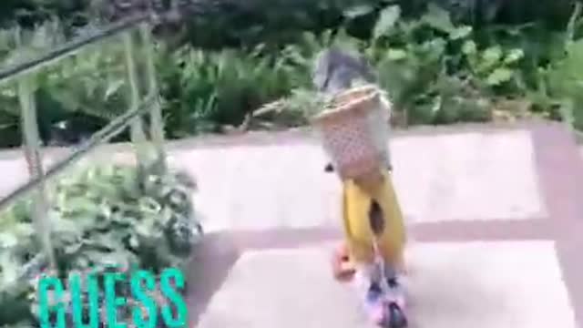 Funny animals video Smart dog fail down