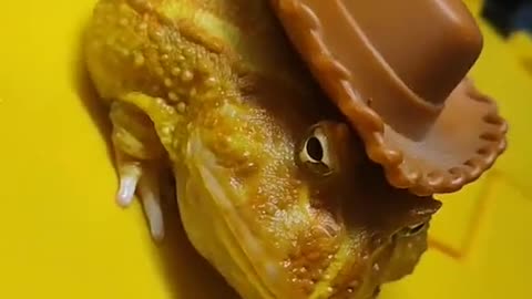 Frog Enjoys Dressing up Like a Cowboy