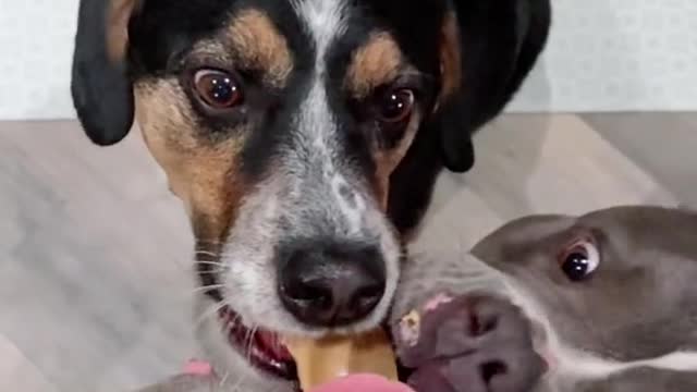 Did someone say peanut butter??