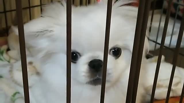 Cute puppy trying to get out of crate