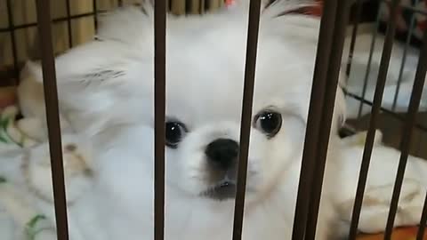 Cute puppy trying to get out of crate