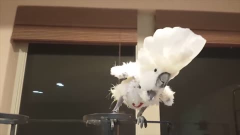 Impressive!! cockatoo dancing beautiful parrot