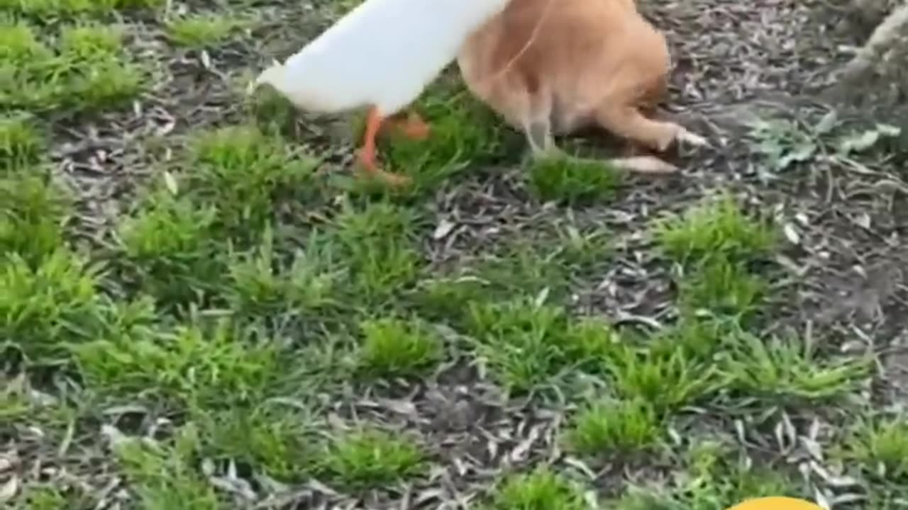 Funny Animals