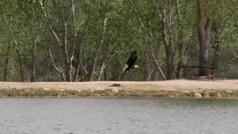 Bald Eagle: America’s Fursona