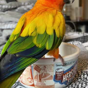 Don't boop the birdie! (Listen)