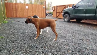 Brown boxer and white dog fight over stick on gravel