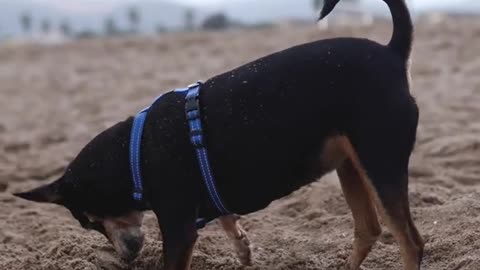 A rottweiler dog hareshed