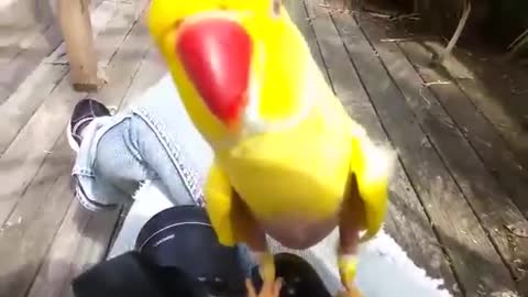 Viral talking parrot video