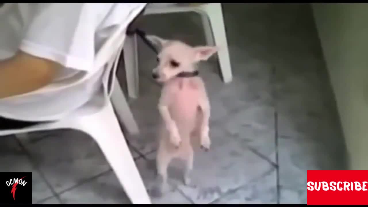 The funniest dogs dancing until you drop!!!