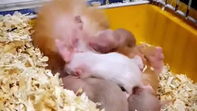Peanut 🥴 hamster attacked by her milky babies