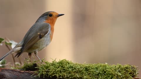 Beautiful bird🥰