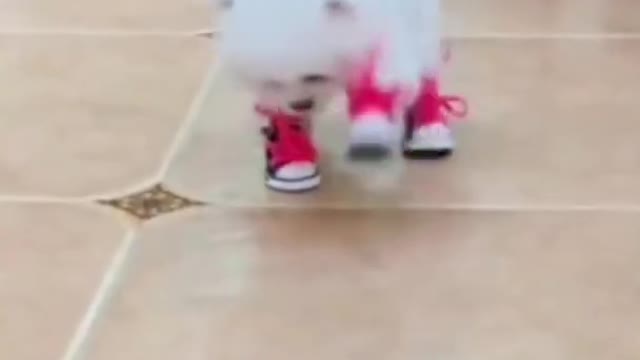 Funny Pets / Funny Animals / #Shorts