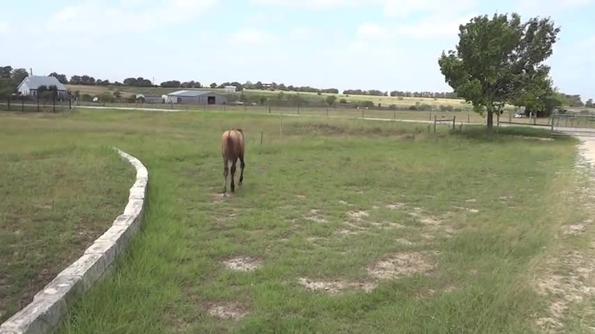 Adorable Mama Horse Teaches Her Baby Horse How To Jump throw the fence