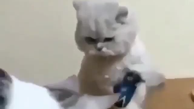 Funniest Cats 😹 - Don't try to hold back Laughter 😂 - Funny Cats Life