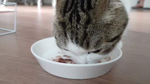 Baby cat eating canned food.