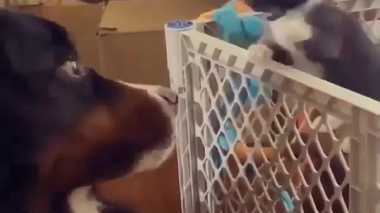 The punching kitten and the innocent-looking dog