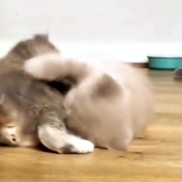 best funny cat fight