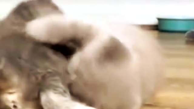 best funny cat fight