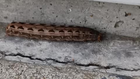 A catapiller being a Catapiller