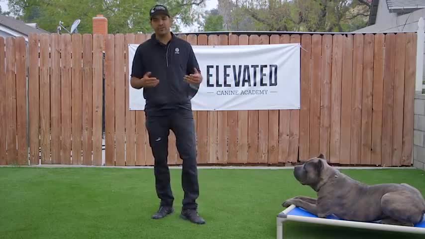 DOG TRAINING FUNDAMENTALS: LESSON 1