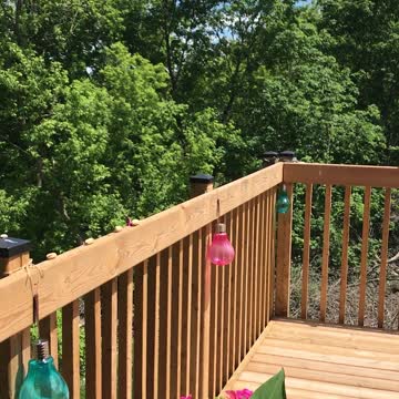 Blue Jay comes to get a peanut with the sound of whistling