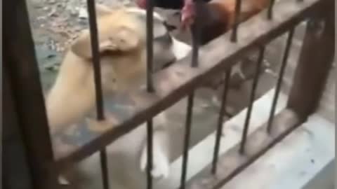 Dog vs Hen Fight 6.