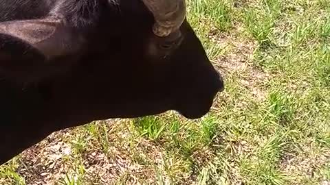 curious cow