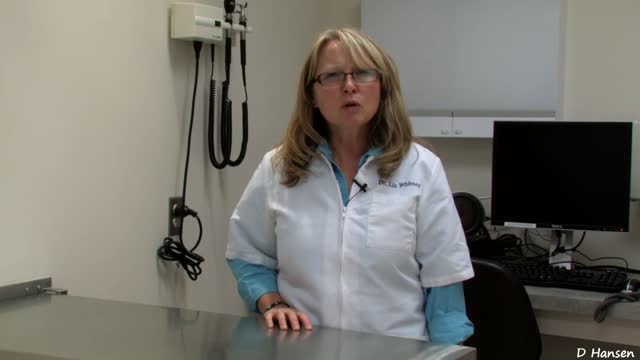 Veterinarian Talks about what you need to Know about Pregnant Dogs