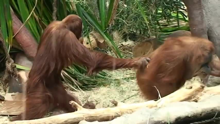 Orangutan Love Story